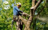 La poda de rboles grandes: una tarea esencial que requiere especialistas, por LA TIERRA JARDINERIA