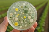 Cmo ciertas bacterias contribuyen a proteger cosechas y a mejorar la calidad de los alimentos