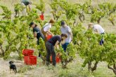 Vendimia en el Matarrana; tradicin, paisaje y experiencias nicas