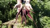 MunozVal lanza en Fruit Attraction la zanahoria morada con estudio del CSIC que avala su poder antioxidante