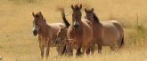 FAADA y Fundaci Miranda elaboran el protocolo de gestin de los caballos de Przewalski que viven en la Reserva de Boumort