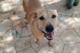 SOS Salvando Vidas Espana promueve la adopcin y el amadrinamiento para rescatar ms perros del abandono