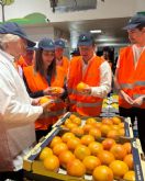 Los agricultores podrn disponer de nuevas variedades de pomelo en los prximos aos