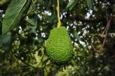 El aguacate de origen controlado; una apuesta por el cultivo responsable