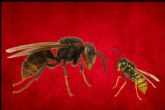 La expansin y riesgos de la avispa velutina/asitica en Espana