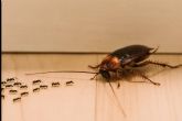 Vinfermatn cucarachas y hormigas; el aliado esencial contra las plagas ms persistentes del hogar