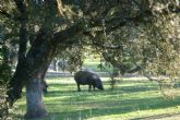 El jamn DOP Los Pedroches, un modelo de sostenibilidad y equilibrio con la naturaleza