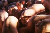 Granjas San Antonio destaca las garantías sanitarias de la carne de cerdo por la alerta de peste porcina