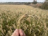 BioPalacín Planet impulsa las ventas de arroz ecológico gracias a la concienciación sobre salud y medio ambiente