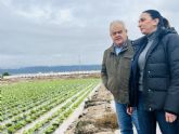 Los cultivos de lechuga, brócoli y alcachofa son los más perjudicados por el paso del temporal Emilia en el municipio de Totana