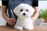 Gentlecan transforma la primera experiencia en peluquería canina en un proceso de bienestar