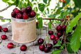 La campana de cereza en Chile en su punto clave