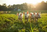Bifeedoo analiza cómo el pienso ecológico para cerdos redefinirá el rendimiento porcino y la sostenibilidad en 2026