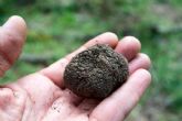 Plataformas como Sentidos Truferos acercan la trufa negra a todas las cocinas