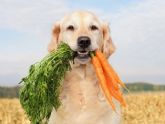 Cambiar la dieta de los perros puede ayudar m�s al planeta que cambiar la propia, seg�n un estudio