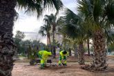 El Ayuntamiento de Cartagena renueva el Palmetum de Ronda de Ferrol para mejorar su conservaci�n y valor paisaj�stico