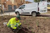 El Ayuntamiento de Cartagena mejora dos espacios verdes en Canteras con nuevas plantaciones y mejoras de riego