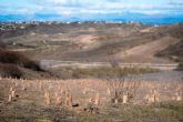 D�a Internacional de los Bosques, la reforestaci�n conecta empresas y territorios en la Comunidad de Madrid