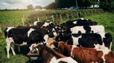 Bifeedoo explica c�mo el crecimiento del pienso ecol�gico para vacas marca una nueva etapa en salud ruminal y producci�n lechera