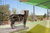Las claves para encontrar la mejor residencia para mascotas en Madrid