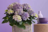 Hortensias en casa, m�s de 150 d�as de color para dar la bienvenida a la primavera