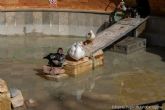 Los patos del Parque Torres vuelven a chapotear en su estanque