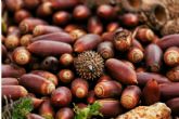 Harina de bellota; una alternativa natural para cocinar sin gluten