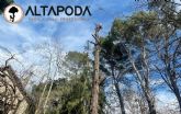 Altapoda: innovación y precisión en el cuidado especializado del arbolado