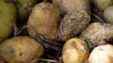 Moho en la comida; quitar �lo verde� no siempre basta