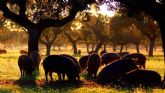 Carnes Pa�s de Quercus se convierte en Dehesium, reforzando su identidad ligada a la dehesa