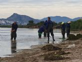 Ayuntamiento y Comunidad refuerzan la vigilancia y retirada de biomasa en el litoral tras las lluvias