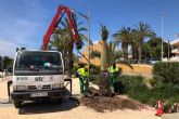 Comienza la plantación de 50 nuevas palmeras en La Azohía e Isla Plana