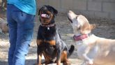 Las residencias para mascotas se consolidan como una alternativa segura y responsable para el verano