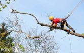PODAS MANAGE revela las claves para cuidar los �rboles durante las altas temperaturas