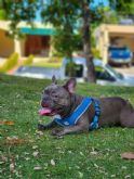 El 77% de los espanoles teme no saber cuidar correctamente de su mascota cuando envejezca