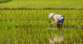 El arroz importado gana terreno en Europa y amenaza la autenticidad de la paella espanola