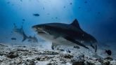 Drop Dive Maldives reafirma su liderazgo como referente mundial en el buceo con tibur�n tigre