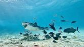 Fuvahmulah, Maldivas donde es posible bucear con tiburones tigre durante todo el a�o