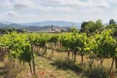 Agricultura autoriza 903 hect�reas nuevas de vinedo en 2026
