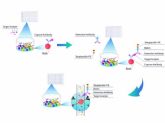 La tecnolog�a Multiplex Assay de Cloud-Clone facilita el an�lisis simult�neo de biomarcadores en investigaci�n de precisi�n