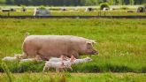 El respeto de los ciclos naturales gana protagonismo en la producci�n de carne ecol�gica