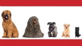 Petplan Espana lleva los seguros para mascotas a la era de la IA en Chat GPT