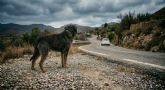 Un tercio de los abandonos de perros en Espana se produce en verano, coincidiendo con la �poca de mayor movilidad en coche del ano