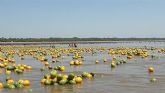 Proexport une a 10 productores de mel�n y sand�a del entorno del Mar Menor en la bio-lucha contra plagas