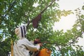 M�s incidencias por avispas velutinas y m�s riesgos de salud p�blica asociados: qu� hay detr�s del aumento de la actividad durante el verano