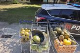 Polic�a Local decomisa 170 kilos de fruta a la venta de forma ilegal en el mercado de Ribera de San Javier�