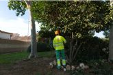 El Ayuntamiento de Cartagena refuerza el riego de ficus monumentales durante el verano