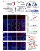 Un estudio publicado en Cell identifica ROCK2 como nueva diana terap�utica para la fibrosis hep�tica con el apoyo de Cloud-Clone