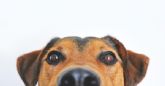D�a Mundial del Perro: 6 accesorios para mimar a tu companero de cuatro patas