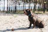 TodoMascota analiza el papel de la alimentaci�n en la resistencia y vitalidad del perro durante el verano